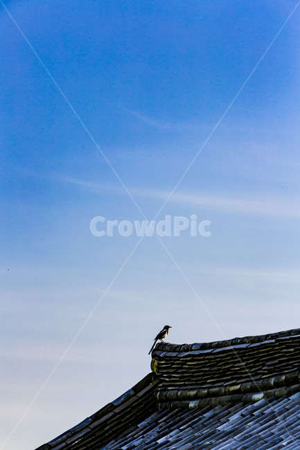 기와,지붕,까치,전통건축,전통가옥,한옥,고건축,한국전통,한국문화,korean traditional,korean culture