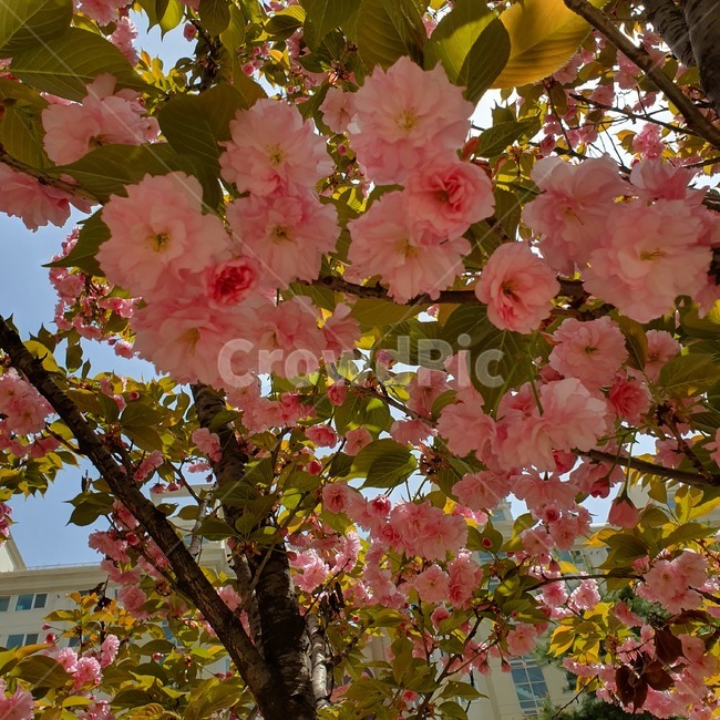 한국벗꽃,겹벗꽃,토종벗꽃,식물,봄꽃