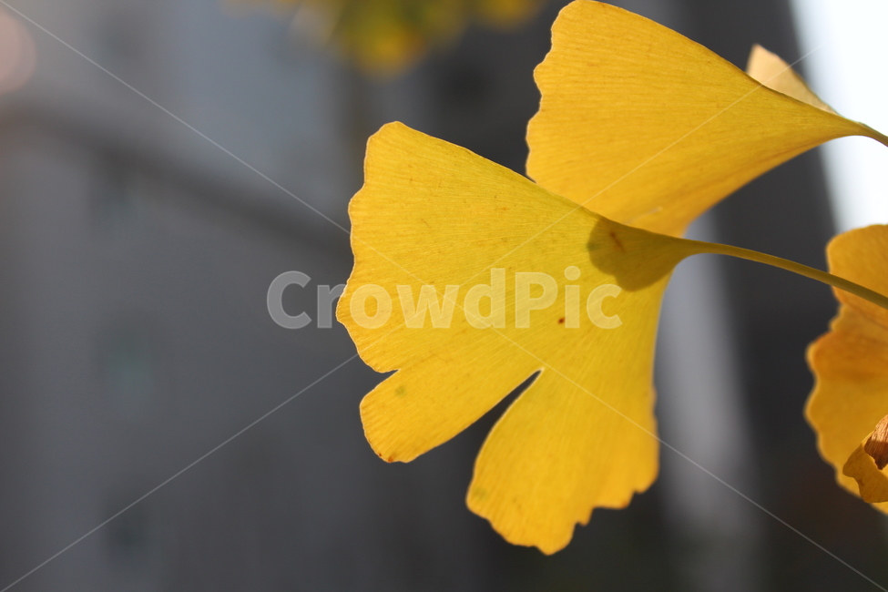 plant,식물,은행잎,yellow,노란색,가을,계절,fall,autumn,season