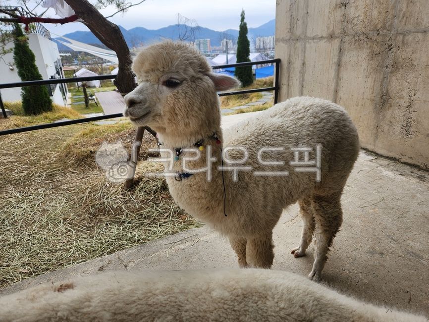 animal, 동물, 알파카, 귀여운동물, 동물원, 사진,이미지,일러스트,캘리그라피 - 릴리윤작가
