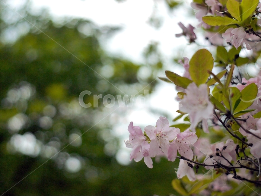 봄,자연,꽃,숲,여름,초록,분홍,봄,계절,spring,season,식물,자연,plants,nature,꽃,flower,plant
