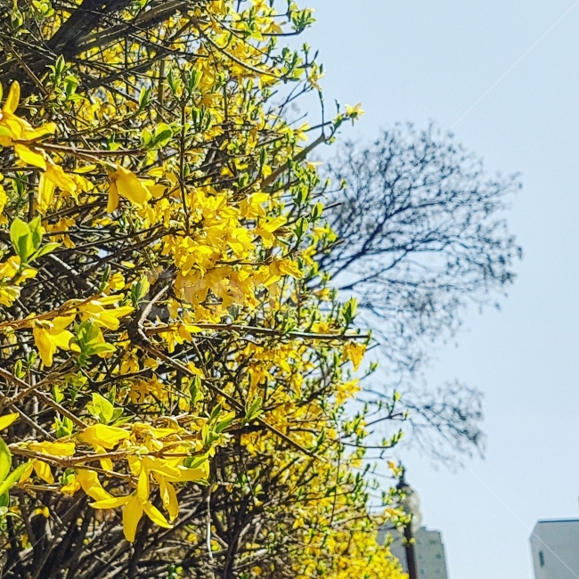 봄,하늘,개나리,노란색,꽃,나무,폰카,감성,따뜻함,대학교,s7,식물,자연,plants,nature,봄,계절,spring,season,꽃,flower,tree,plant,leaf,잎