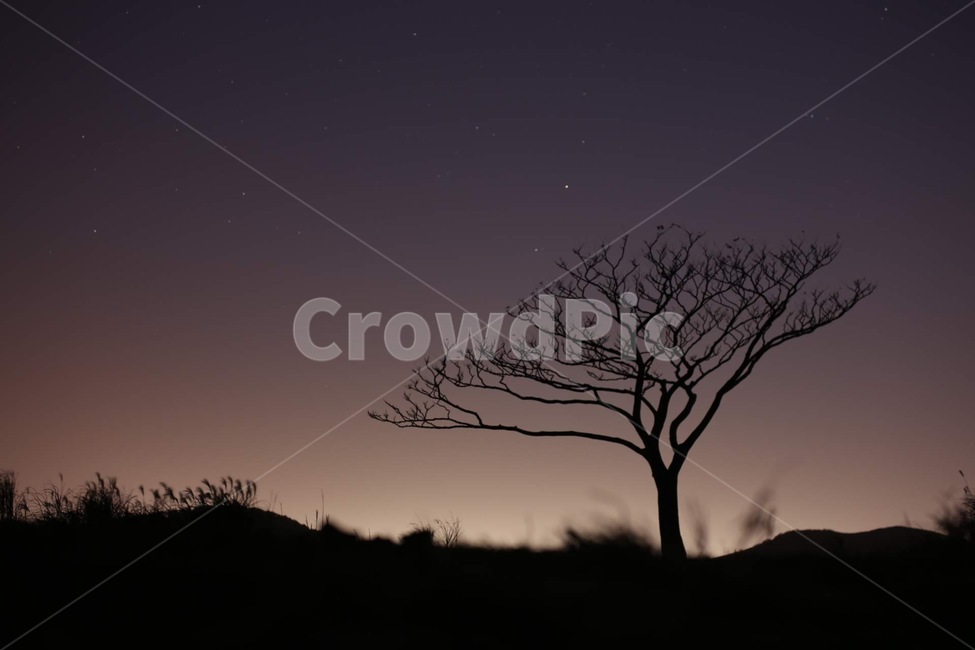 밤,야경,나무,별,nature,자연,outdoors,옥외,tree,star,nightsight