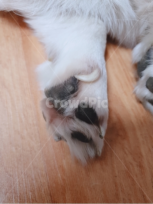 강아지,발,발톱,애견,발톱깎기
