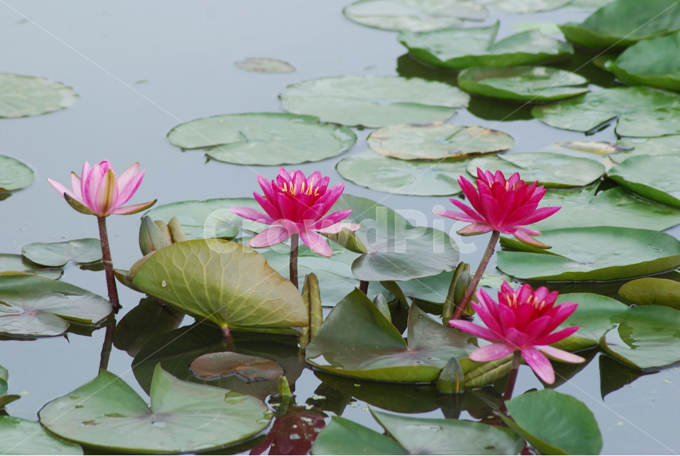관곡지,시흥연꽃테마파크,연술,연꽃,연잎,식물,자연,plants,nature,꽃,flower