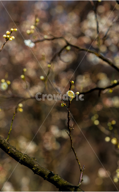 봄,꽃봉오리,감성,꽃,벚꽃,봄,계절,spring,season,식물,자연,plants,nature,꽃,flower,plant