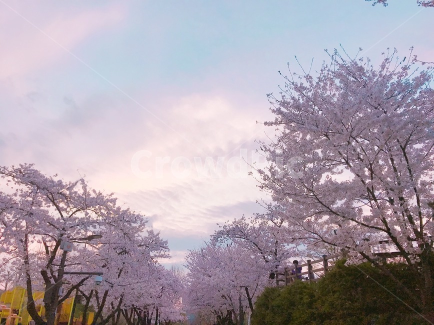 봄,벚꽃,꽃,감성,배경,사쿠라,벚꽃놀이,대공원,노을,해질녘,하늘,나른한,오후,봄,계절,spring,season,자연,풍경,nature,landscape,식물,plants,꽃,flower,plant,blossom,cherry blossom