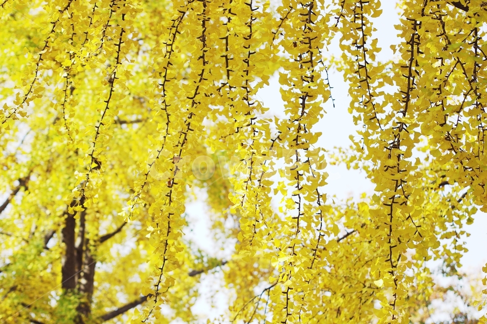 plant,식물,tree,나무,은행나무,노랑,단풍,가을,가을,계절,fall,autumn,season