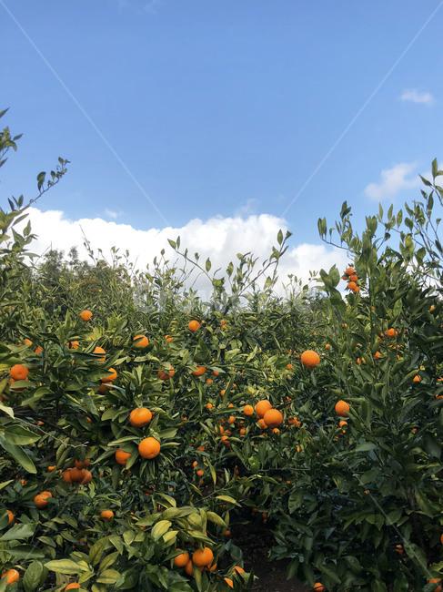 plant,식물,감귤류과일,food,음식,fruit,과일,귤,귤밭,citrus,mandarin