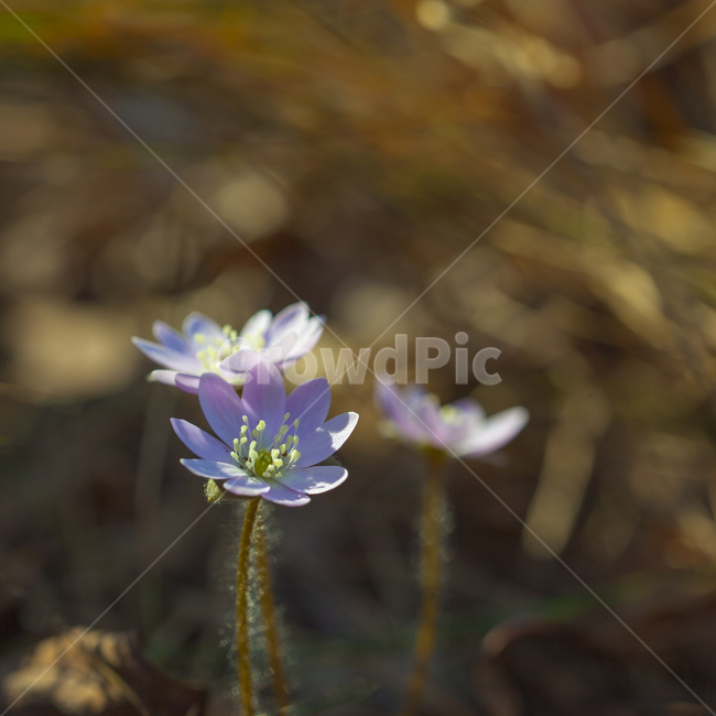 노루귀,봄꽃,분홍노루귀,홍노루귀,새봄,봄,계절,spring,season,식물,자연,plants,nature,꽃,flower,plant