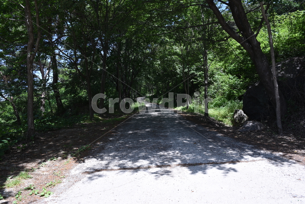 시골길,산골도로,산길,숲길,숲속길,시골,산골,숲,나무,path,통로,plant,식물,초목,road,도로,길,자연,풍경,nature,landscape