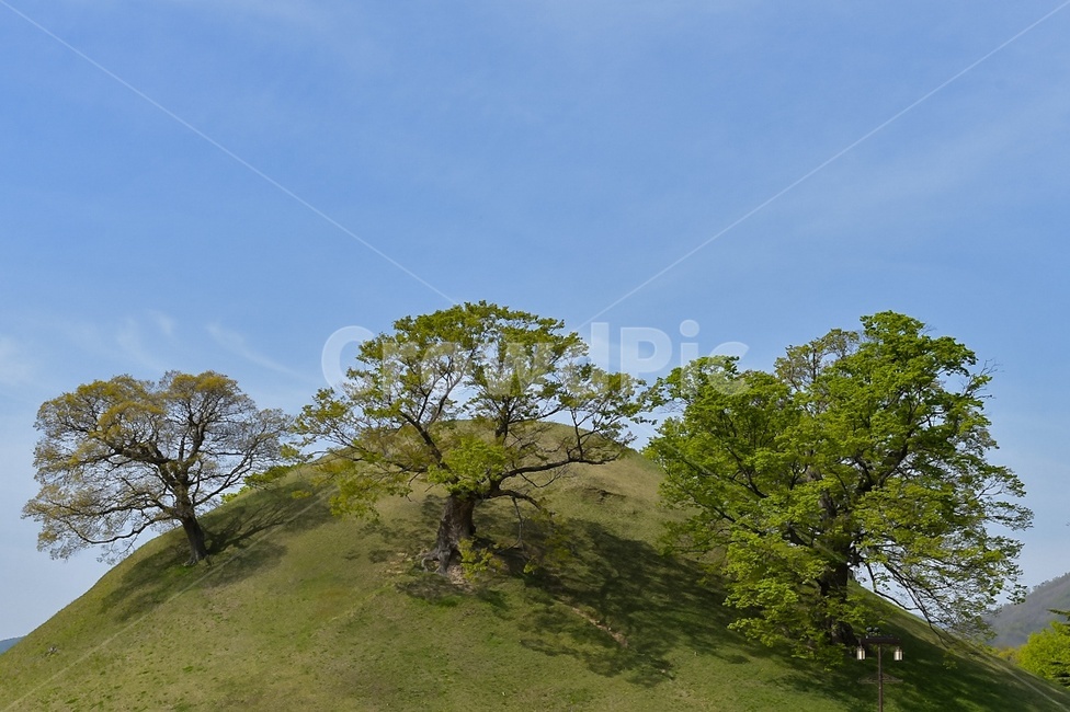경주,봉황대,청기와,능,한국문화,나무,하늘,풀,koreanculture,tree,sky,plants,gyeongju,korea