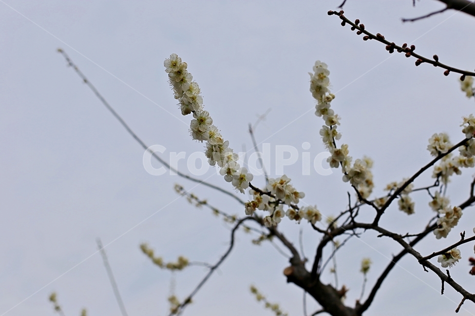 hadong,하동,매화축제,매화,매화꽃,꽃,flower,봄,계절,spring,season,식물,자연,plants,nature,꽃,flower,plant