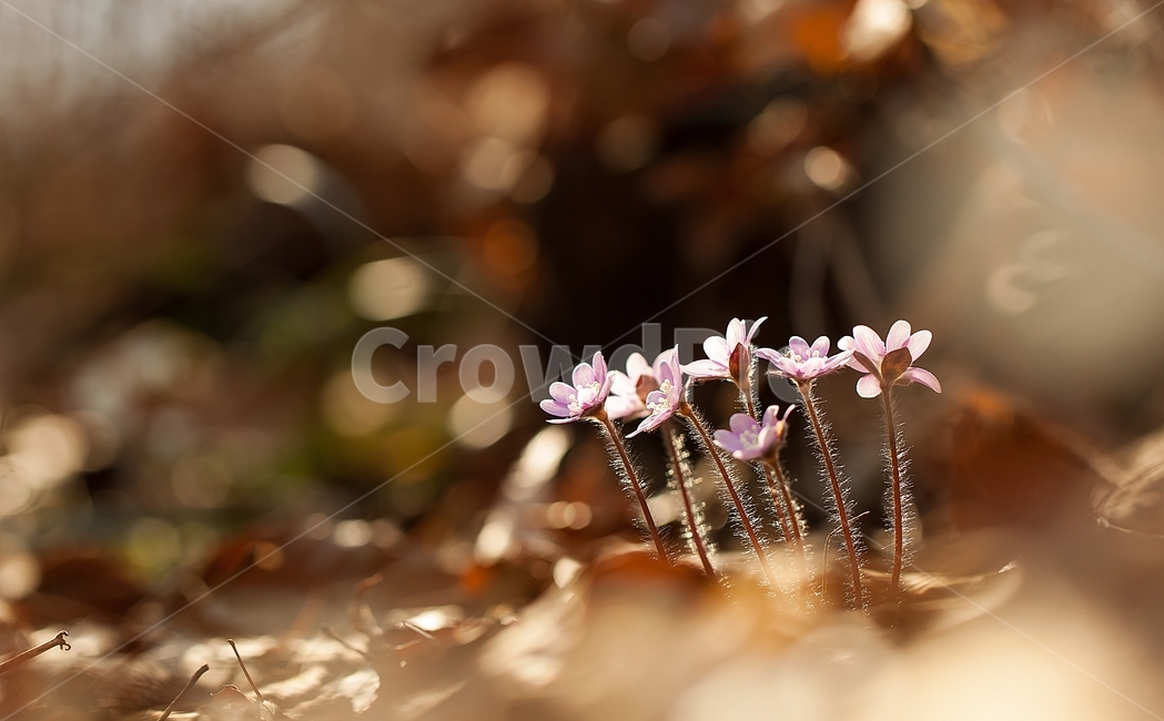 노루귀,야생화,분홍노루귀,구봉도,봄꽃,wildflower,hepatica,liverleaf,hepaticaasiatica,식물,자연,plants,nature,꽃,flower