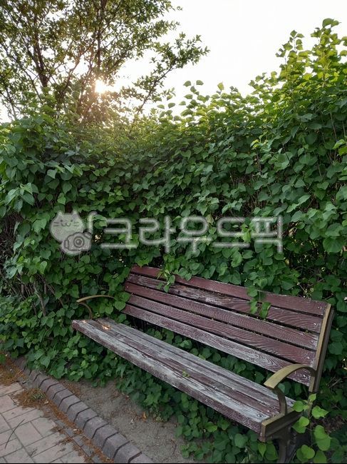 낡은,벤치,산책길,공원,호장근,나무,식물,plant,outdoors,옥외,park