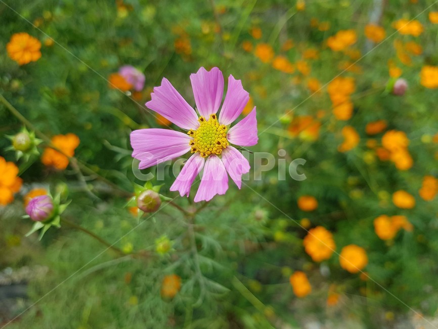가을,코스모스,분홍색코스모스,분홍색꽃,가을이미지,식물,자연,plants,nature,꽃,flower