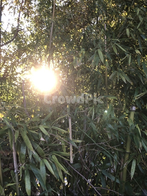 light,빛,flare,플레어,햇빛,sunlight,자연,nature,풀,나무,숲,forest,나무,trees,wood