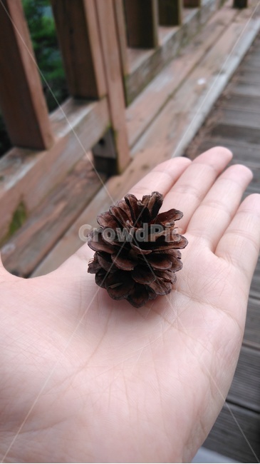 솔방울,솔방울한개,cone,pinecone,acone