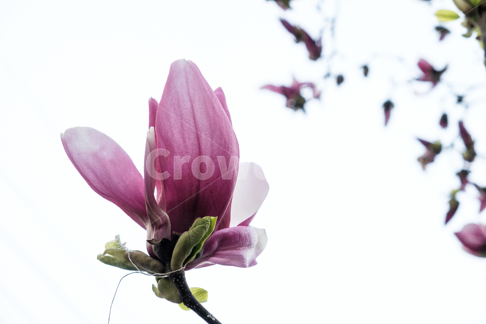 목련,꽃,봄,분홍,식물,자연,바탕,봄,계절,spring,season,식물,자연,plants,nature,꽃,flower,plant,petal,꽃잎,blossom