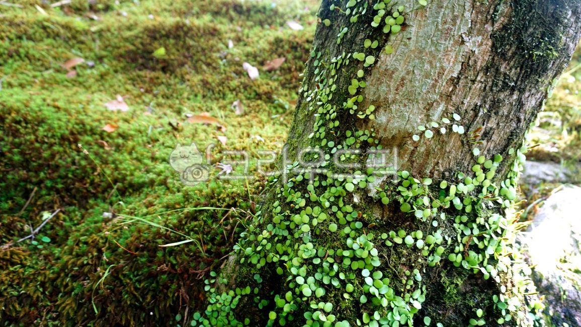 still,forest,green,Moss,tree,continuity,Botanical garden,body,Trian,ivy,vivid,expansion,eco,Phytoncide,grass,plant,garden,vine