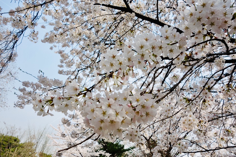 벚꽃,벚꽃가지,꽃놀이,봄,꽃,꽃잎,감성,설레임,청순,식물,꽃접사,벚꽃나무,plant,blossom,flower,cherryblossom,spring