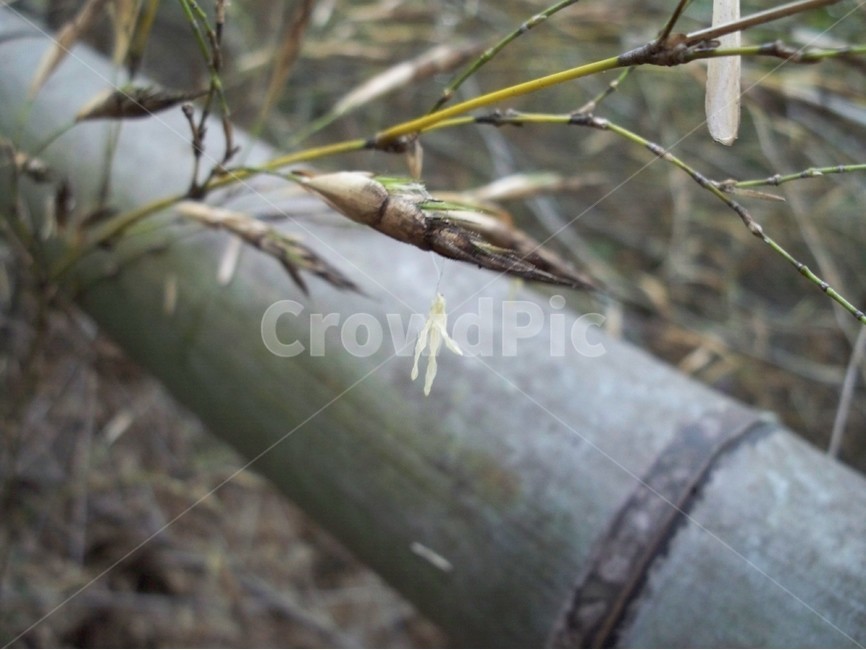대나무,대나무꽃,꽃,자연,flower,식물,자연,plants,nature,나무,trees,wood