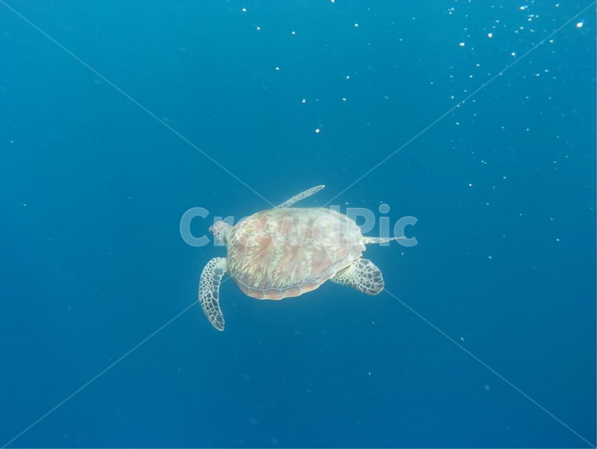 바닷속거북이,거북이,바닷속풍경,turtle,바닷속동물