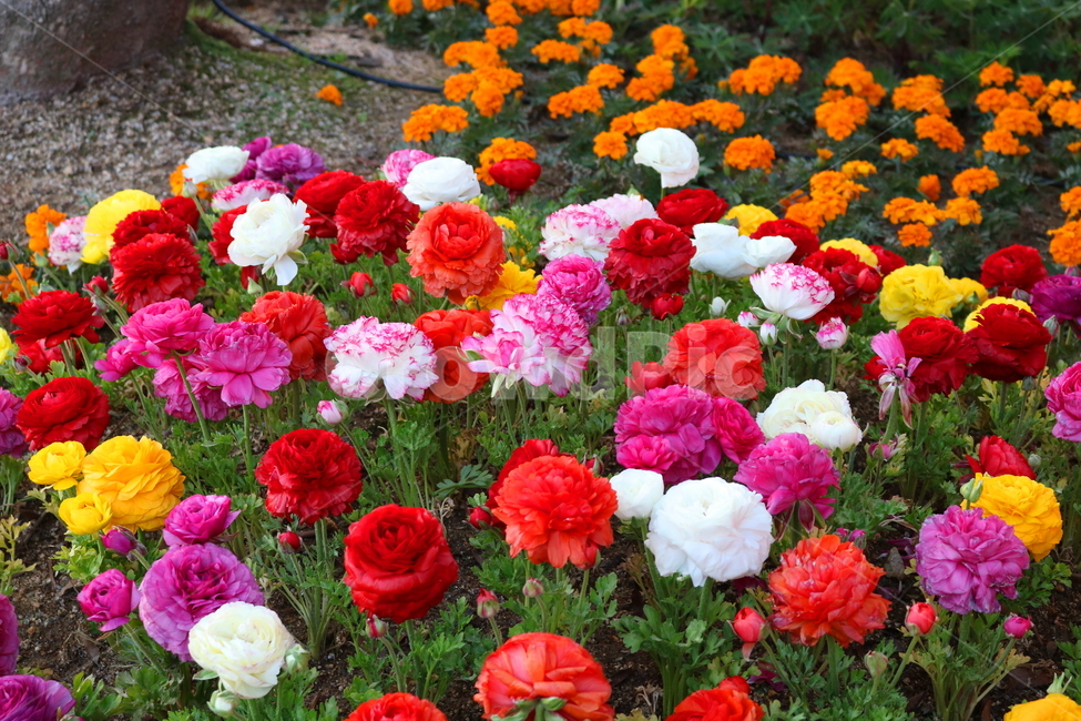라넌큘러스,꽃,라넌큘러스꽃,식물,숙근초,꽃밭,식물,자연,plants,nature,꽃,flower