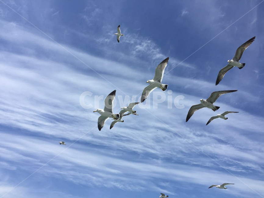 갈매기,파란,하늘,구름,자유,동물,자연,조류,날개,낮,단체,괭이갈매기,비행,클로즈업,무리,공중,맑음,야생동물,로우앵글,날개짓,함께함,펼치기,gull,blue,sky,cloud,freedom,animal,nature,bird,wings,fly