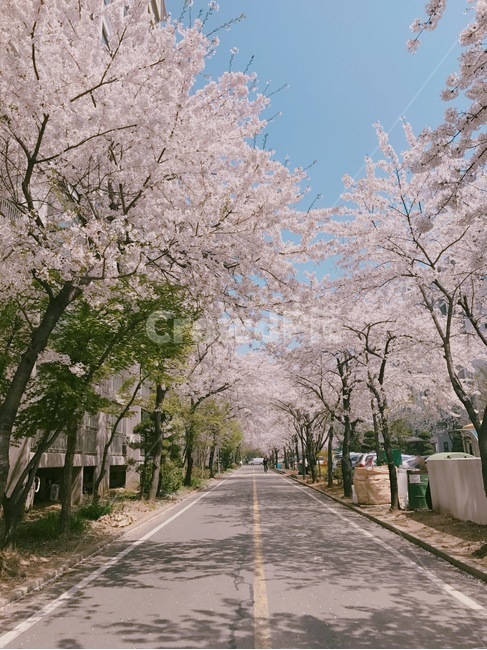 벚꽃,하늘,cherryblossom,blossom,봄,꽃,봄,계절,spring,season,plant,식물,flower,cherry blossom