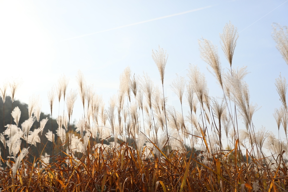 가을,억새,풍경,식물,자연,가을,계절,fall,autumn,season,식물,자연,plants,nature,grass,잔디,plant,lawn,reed,갈대