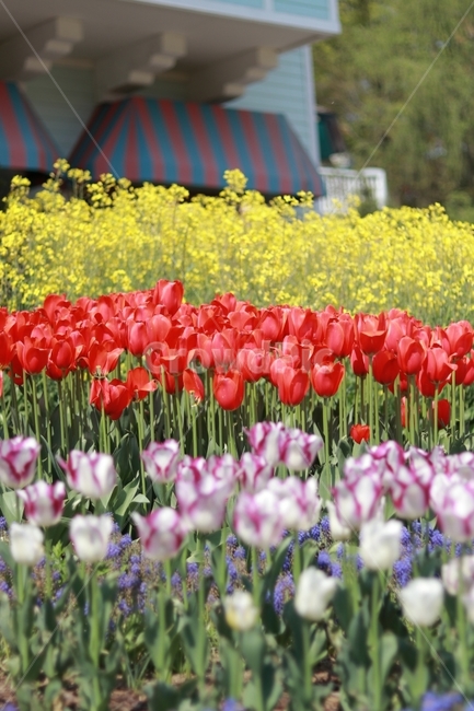 꽃,튤립,여름꽃,에버랜드,빨강,노랑,색감,화사함,봄,계절,spring,season,식물,자연,plants,nature,꽃,flower,plant,blossom