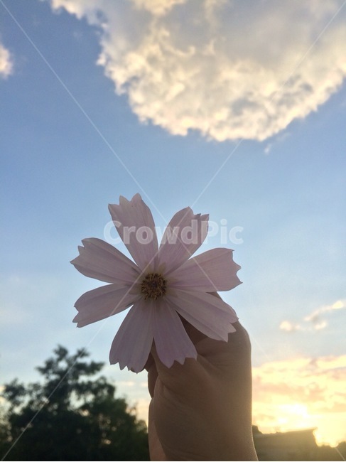 꽃,flower,봄,spring,floral,꽃잎,petal,floralleaf
