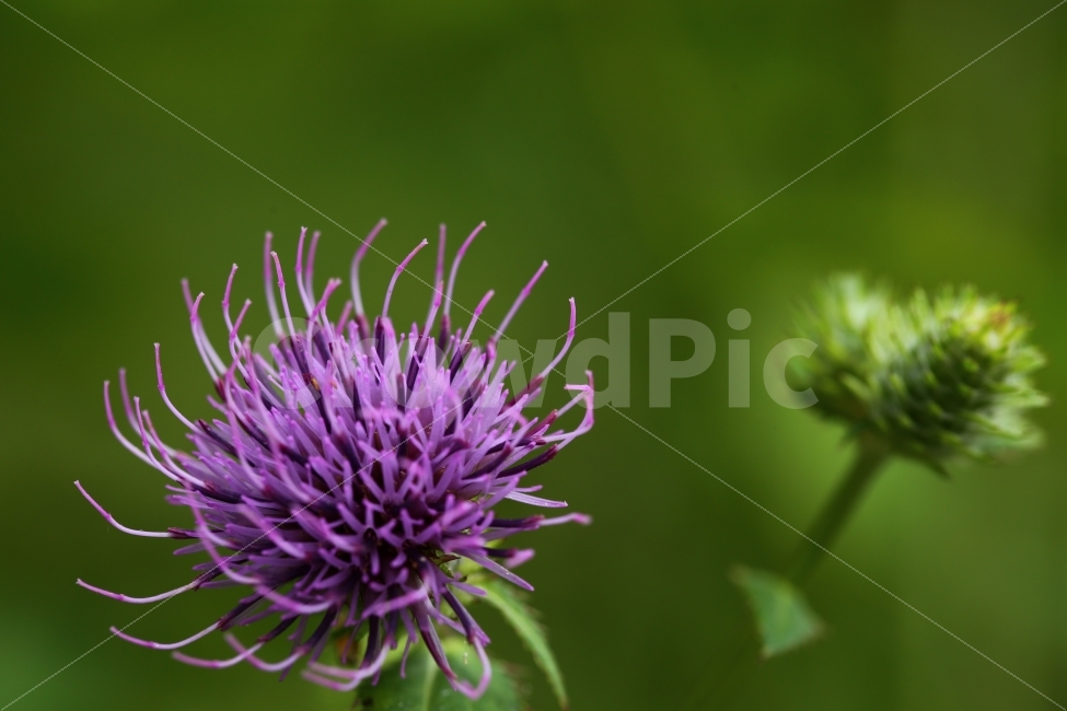 식물,꽃,엉겅퀴,thistle,flower,보라색,purple,식물,자연,plants,nature,꽃,flower