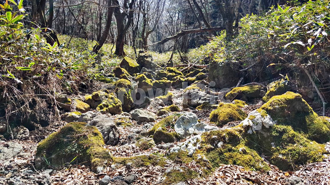 한라산,천아숲길,둘레길,tree,나무,plant,식물,ground,바닥,이끼