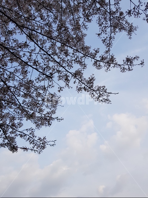 맑은하늘,벚꽃,벚꽃cherryblossom,구름,cloud,자연,nature,감성,feeling