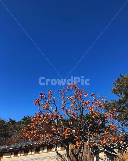tree,나무,plant,식물,leaf,잎,감나무