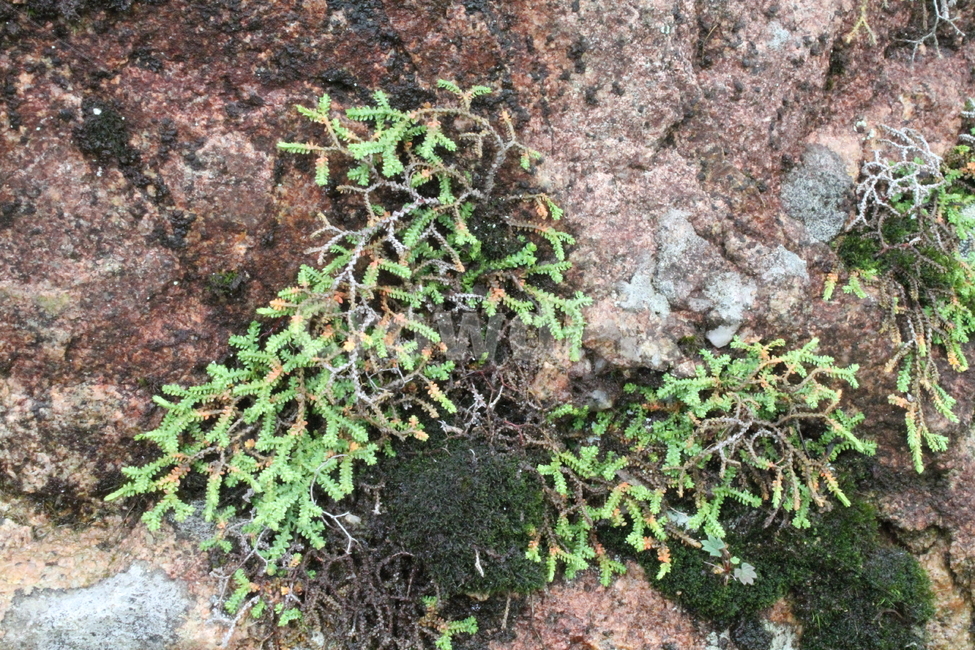 구실사리,이끼,식물,약용식물,beadselaginella,식물,자연,plants,nature