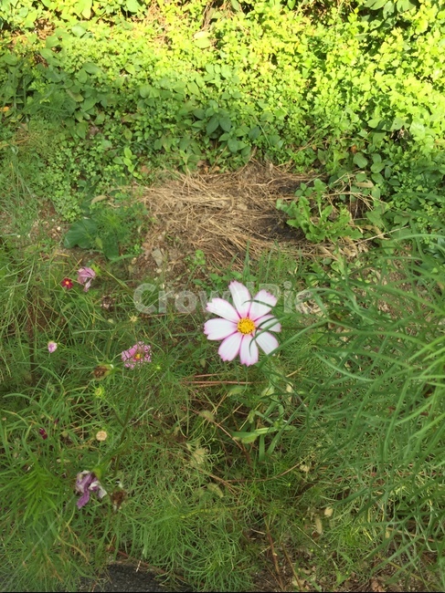 분홍,코스모스,plant,식물,그늘,식물,자연,plants,nature,꽃,flower