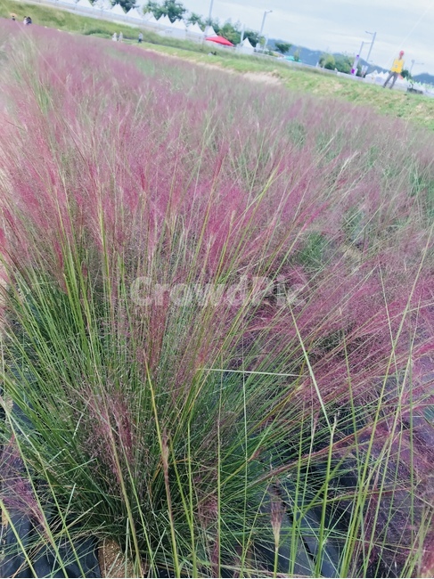 핑크뮬리,꽃축제,꽃밭,핑크뮬리밭,분홍색,식물,자연,plants,nature