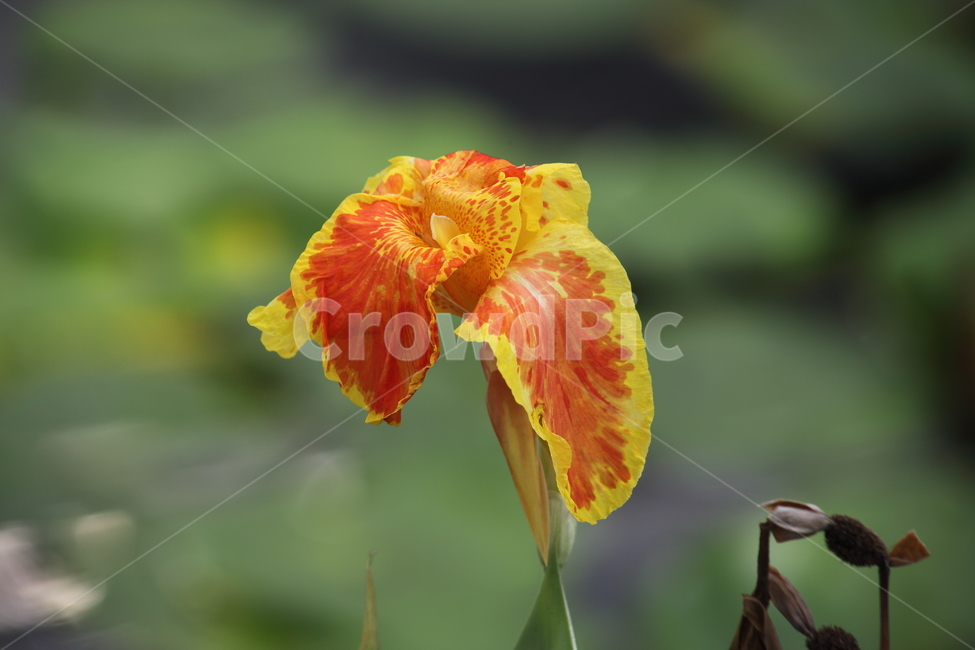 물칸나,꽃,flower,칸나,blossom,식물,자연,plants,nature,꽃,flower