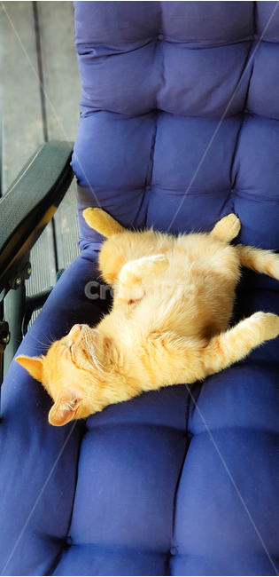 고양이,아기고양이,들고양이,집고양이,cat,cute,편안한,안락한,가족,comfortable,wildcat,sopor,sleep,bench,낮잠,감성,sensible,family