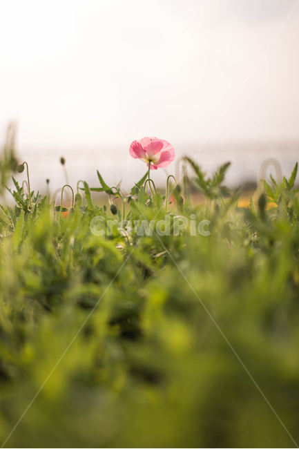plant,식물,grass,잔디,blossom,geranium,flower,꽃,양귀비꽃,들판,풀
