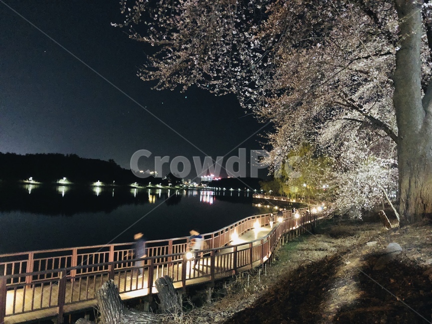 벚꽃,꽃,은파유원지,야경,봄,식물,자연,봄,계절,spring,season,야경,밤,풍경,nightscape,night,landscape,handrail,난간,banister,outdoors,옥외,nature