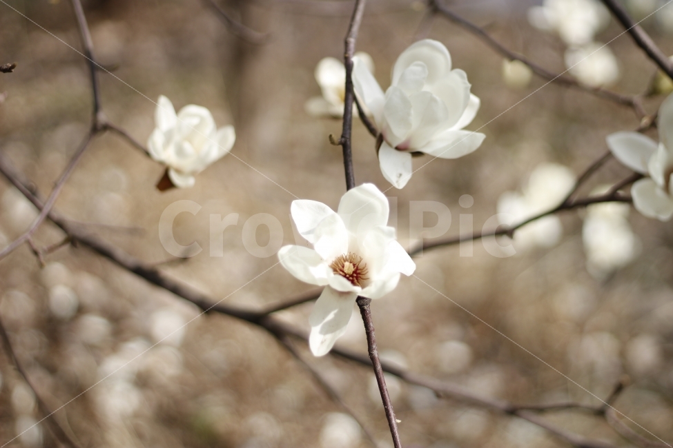 flower,spring,봄,자연,꽃,식물,나무,식물,자연,plants,nature,봄,계절,spring,season,꽃,flower,plant
