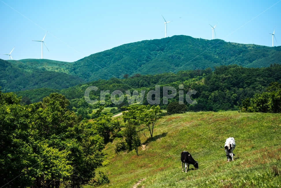 목장,동물,젖소,우유,farm,animals,milkcow,milk,동물,animal,포유류,mammal,산업,industry,industrial,목축업,목장,livestock farming,ranching,pasture