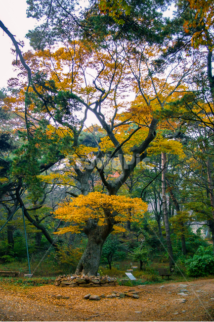 tree,나무,plant,식물,treetrunk,나무줄기,거목