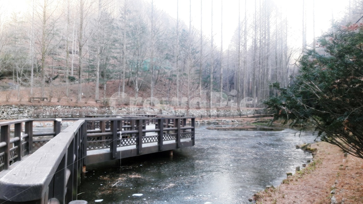 자연,나무,데크,겨울,감성,포근함,겨울,계절,winter,season,자연,풍경,nature,landscape,water,물,waterfront,워터 프론트,pier,교각,port,포트