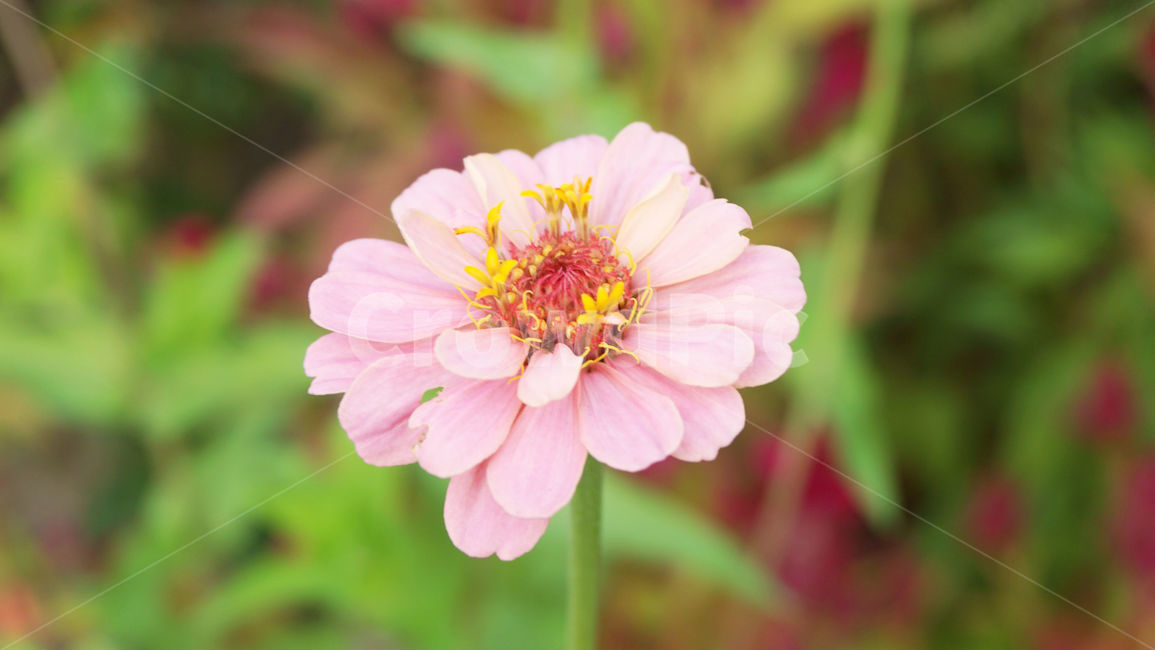 봄,분홍꽃,꽃한송이,꽃,가을감성,식물,flower,배경화면,분홍