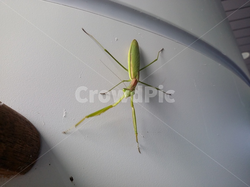 사마귀,곤충,동물,자연,insect,동물,animal,곤충,벌레,insect,bug